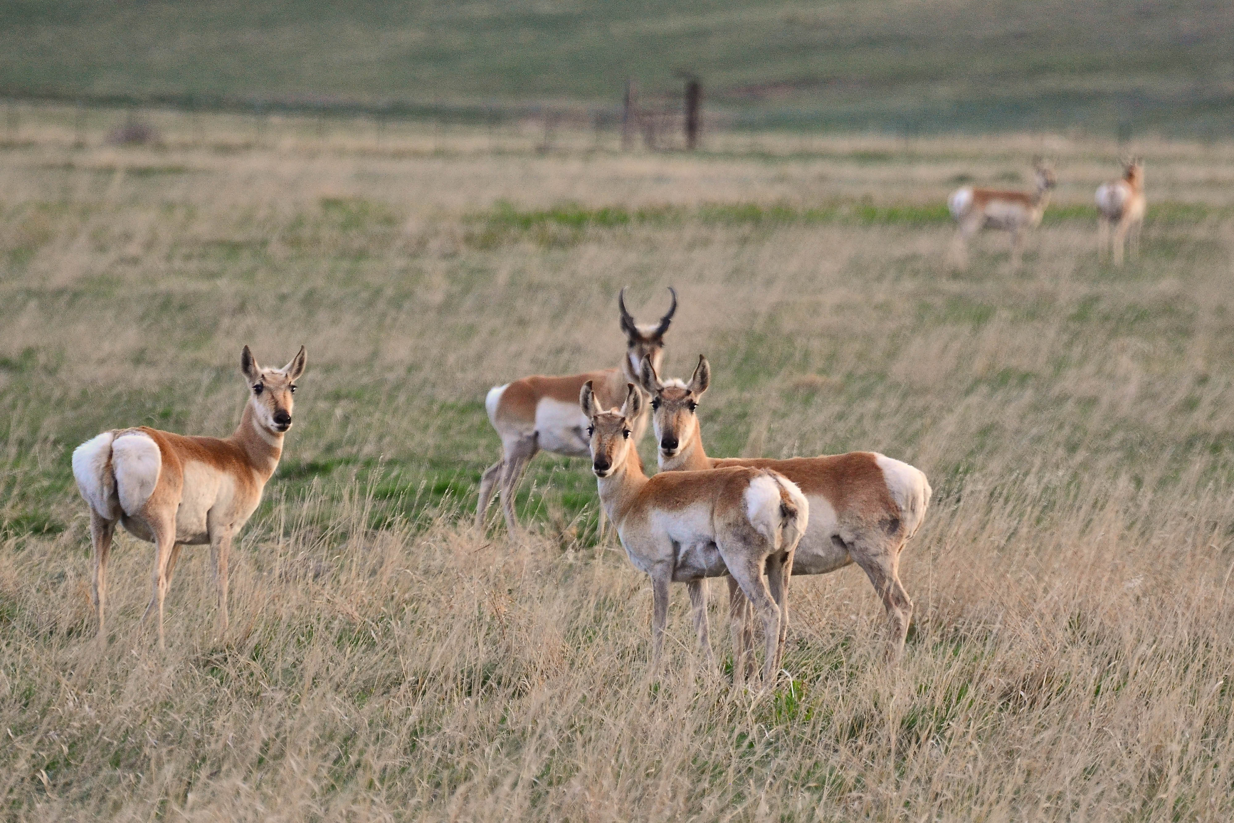 A group of pronghorn antelope, some gazing toward the camera, stand in an open, grassy field.