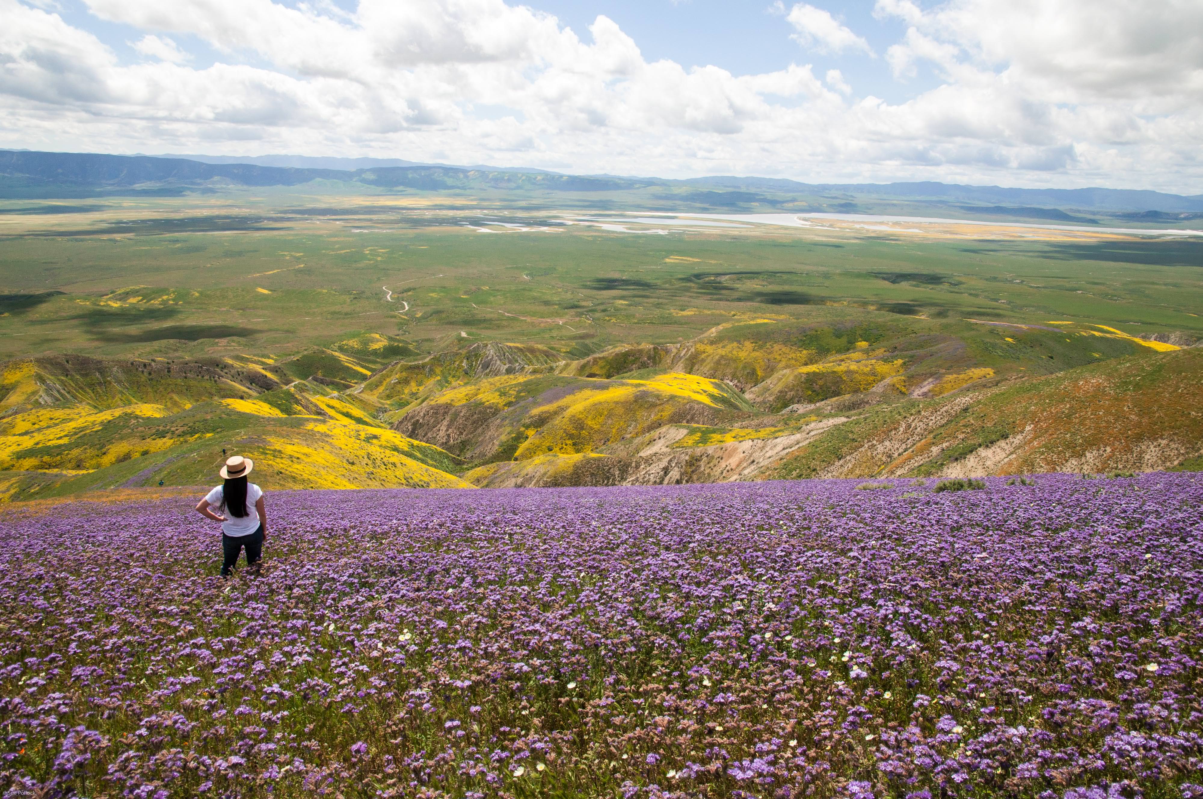 A woman standing on a hillside adorned with purple wildflowers, overlooking an expansive plain below with large patches of yellow wildflowers.